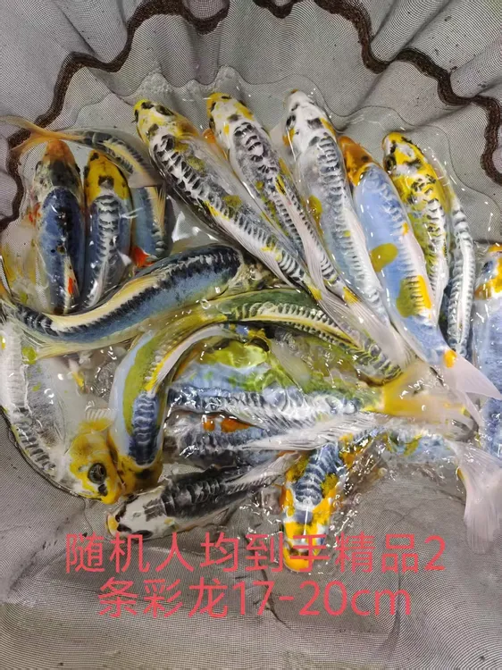 ⑩2条彩龙17-20公分锦鲤鱼昭和三色红白丹顶招财观赏鱼食打氧