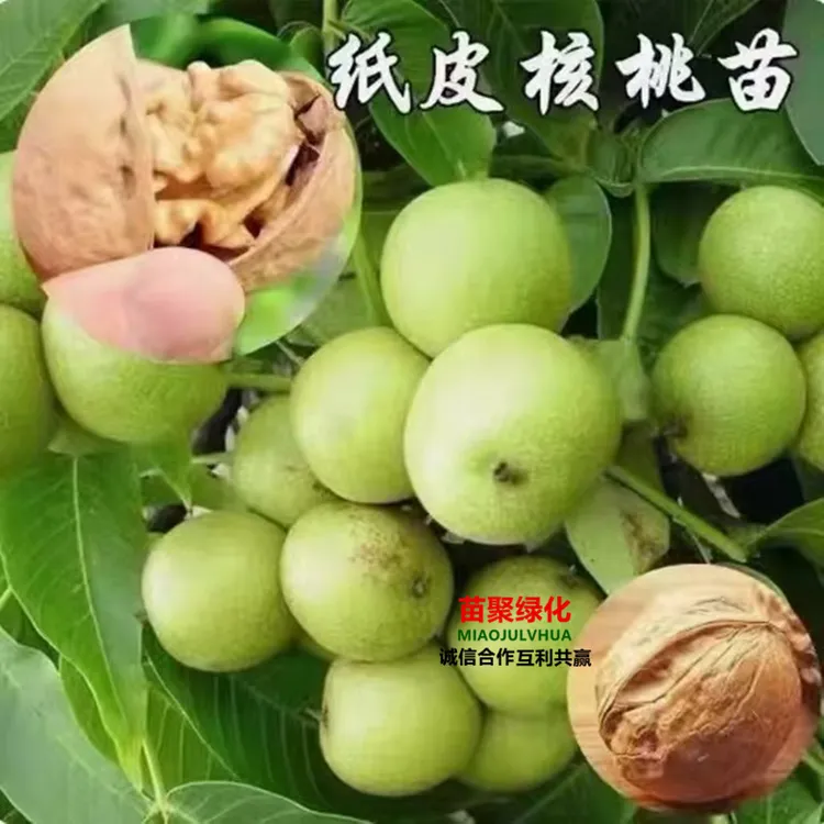 新品种纸皮核桃树苗碧根果树苗美国山核桃树苗南北方种植当年结果