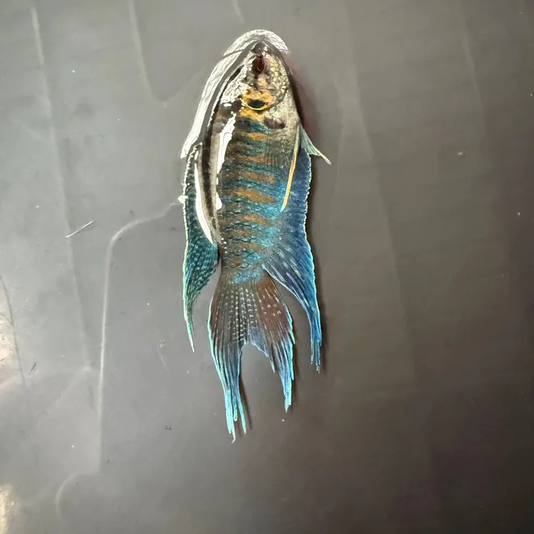 中国斗鱼改良普叉冷水淡水鱼好养耐活适合新手观赏鱼小型鱼观赏鱼