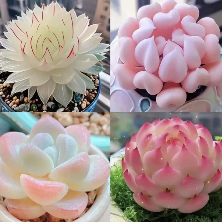 白娘子玉露侧影纯爱多肉植物盆栽新手好养肉肉办公室阳台花卉