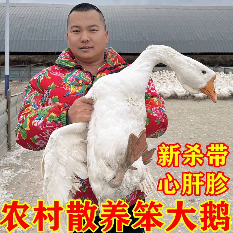 东北农村散养笨大鹅黑龙江大白鹅农村大笨鹅整只带心肝胗包邮大鹅