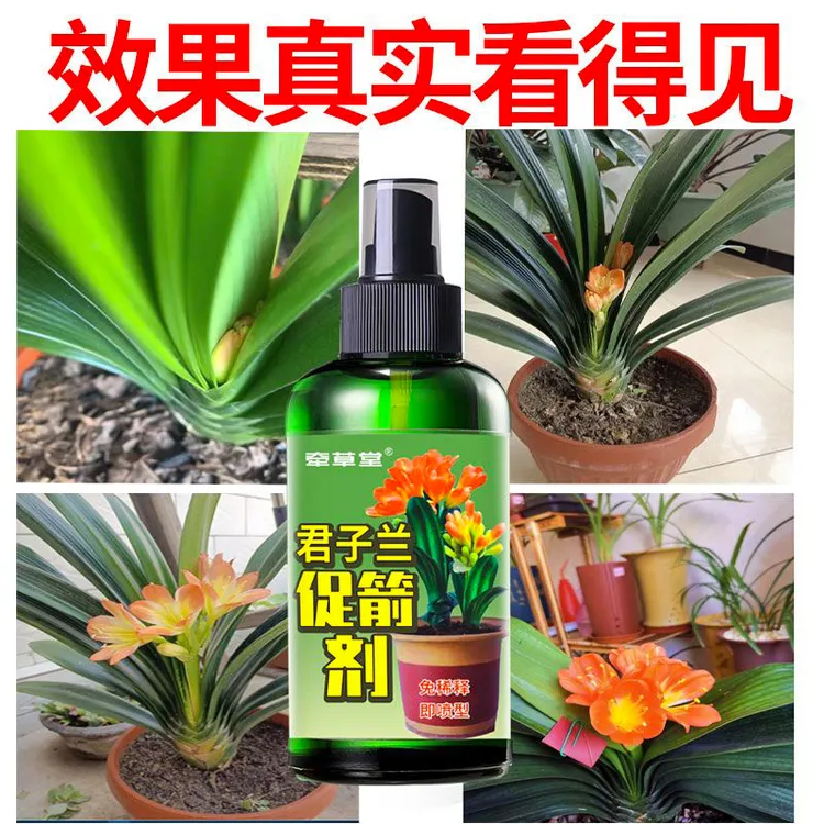 君子兰促箭剂营养液防止君子兰夹箭促花治黄叶不对称方便喷洒壮根