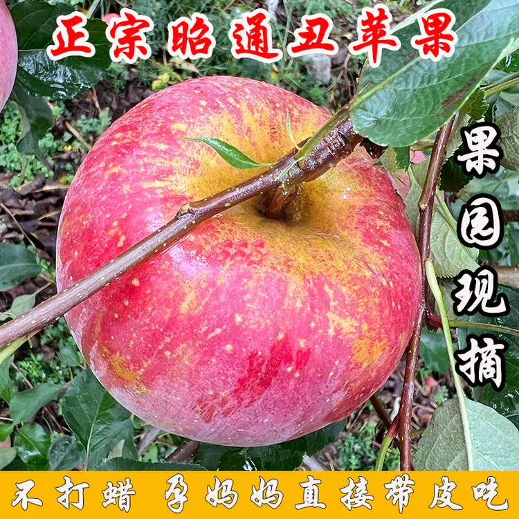 【2025头茬】云南昭通冰糖心丑苹果新鲜水果2001红富士脆甜5/9斤