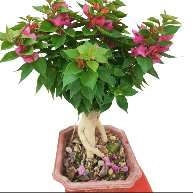 广东三角梅源头基地