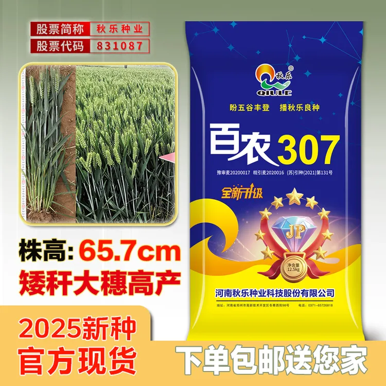 百农307【秋乐正品】三圃田原种小麦种子高产矮秆抗倒大穗蓝色
