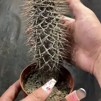 霸王树单头发货有根