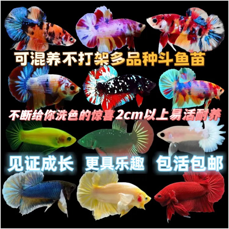 【斗鱼苗2cm以上】泰国斗鱼将军各品种热带观赏鱼活体宠物混养易活