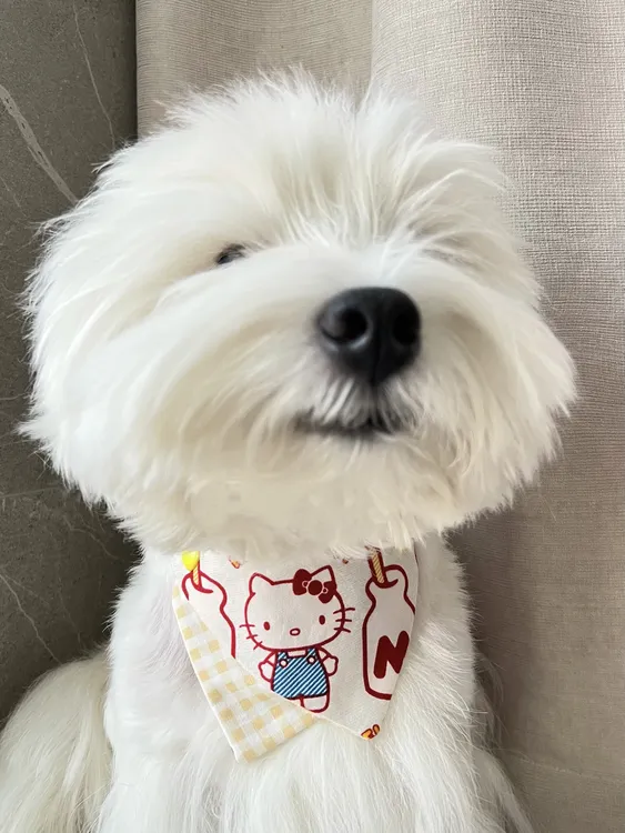 Hi Westie 西高地定制Hellokitty主题三角巾