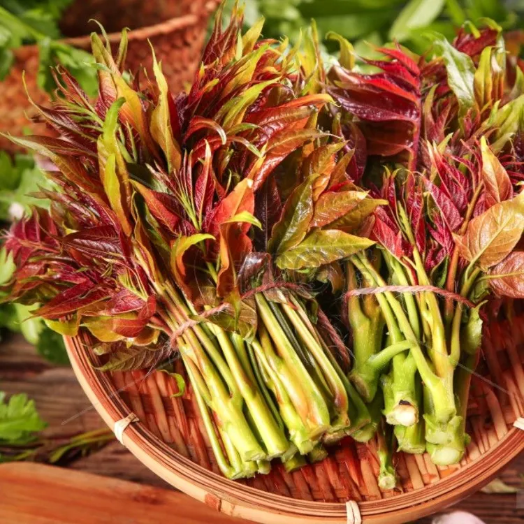 野菜香椿芽嫩芽现摘春天菜野菜红油香椿叶蔬菜野生新鲜当季蔬菜