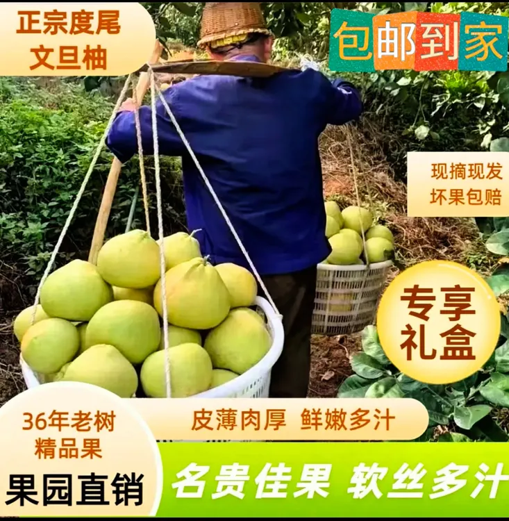 36年老树度尾红心无籽文旦柚当季水果现摘精品大果新鲜包邮到家