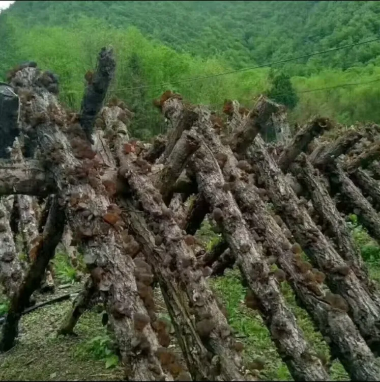 精品正宗木椴木耳正宗东北黑木耳东北新货椴木黑木耳无根软糯秋耳