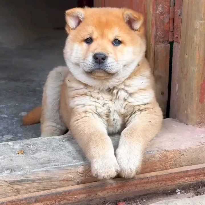 (福旺宠物)活体链接1