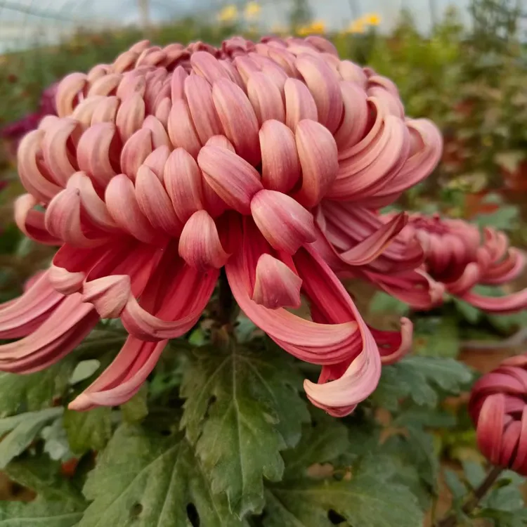 菊花花根适合盆栽地栽庭院种植