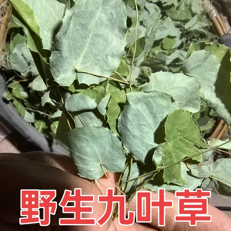 甘肃野外采摘淫羊藿九叶草小园叶草20克包邮