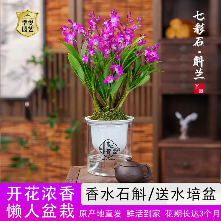 带花剑花苞香水开花浓香室内桌面绿植盆栽花卉新手好养香水石斛兰