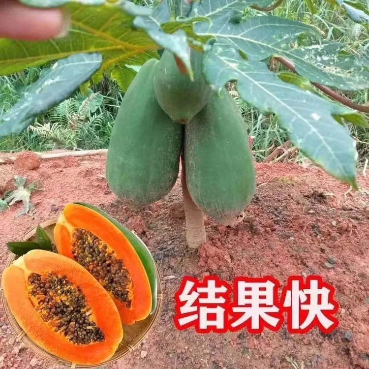 矮化木瓜冰糖红心水果木瓜苗南方种植四季结果可盆栽地栽