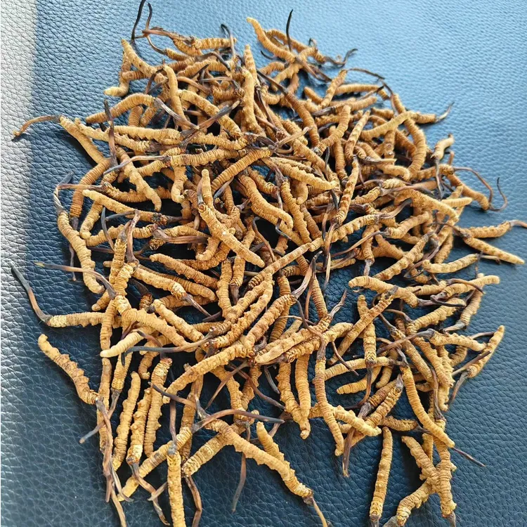 正宗高海拔藏区冬虫夏草干草雪山滋补佳品