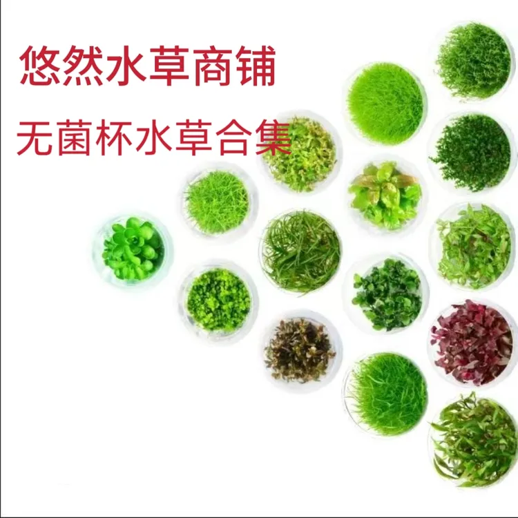 《无菌杯系列水草合集》