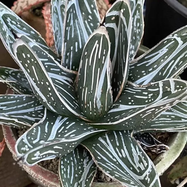 纳瓦罗龙舌兰梵高龙舌兰agave pintilla10月份新到种子
