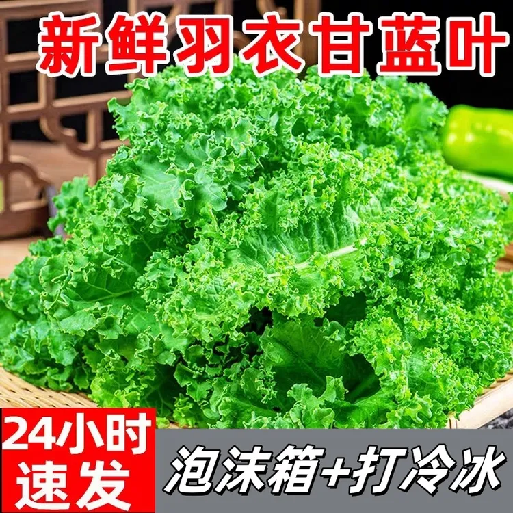 云南新鲜羽衣甘蓝嫩叶可榨凉拌用作西餐沙拉食材芥蓝菜叶雨衣kale