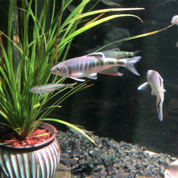 原生鱼广东稀有鱼红斑鱲白边鱲溪流鱼冷水鱼原生观赏鱼包活到家
