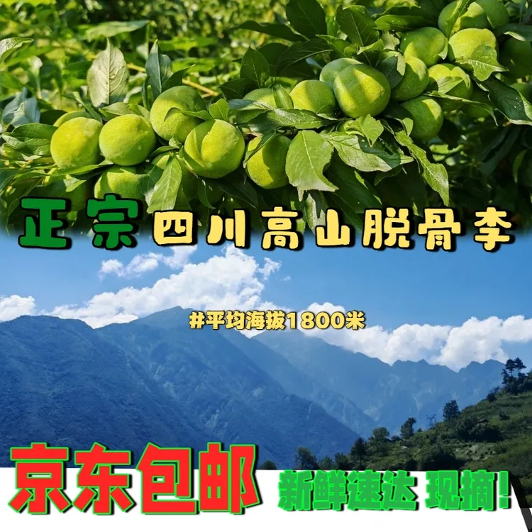 【京东包邮】汶川李子新鲜水果现摘现发四川水果脆李子四川正宗脆甜