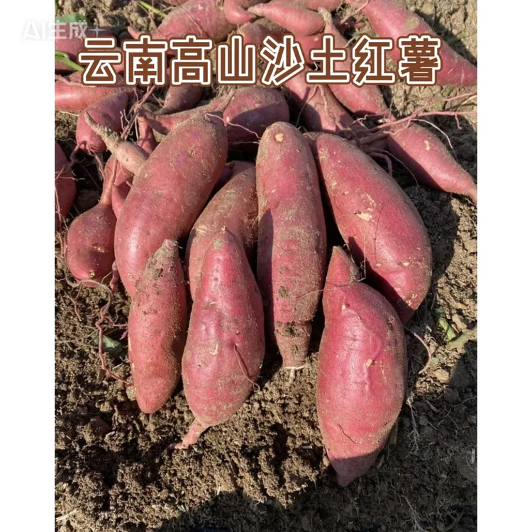 云南高山沙土西瓜红蜜薯新鲜现挖薄皮香甜无丝超美味