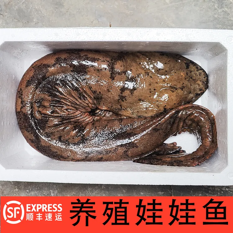 娃娃鱼顺丰鲜活到家高山冷水鱼无刺鱼老人小孩滋补鱼人工养殖大鲵