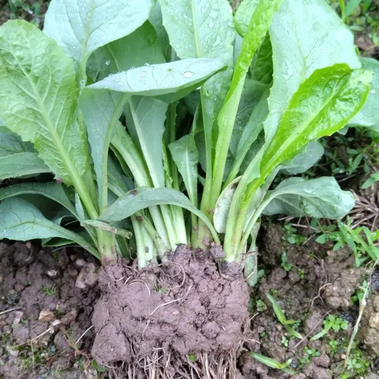 广东菜苗正宗圆叶高州香麦苗甜麦菜秧苗阳台盘栽大叶带泥冬季发货
