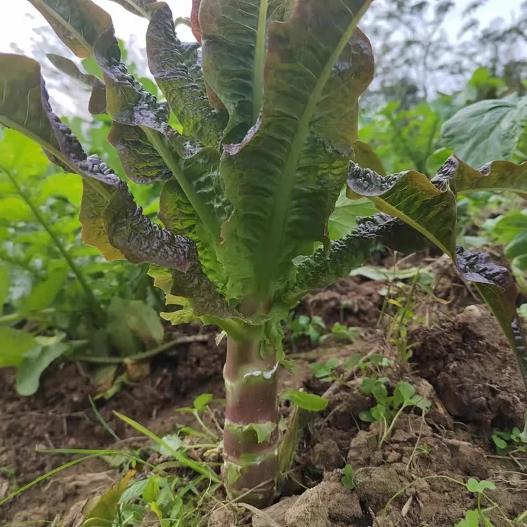 2024四川农家自种新鲜紫叶莴笋鲜嫩香莴苣莴菜青莴笋带叶现摘