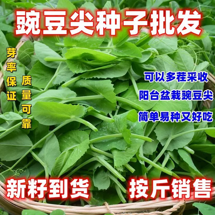 无须豌豆尖种子豌豆苗种子四季易种阳台盆栽芽苗菜春秋播蔬菜种子