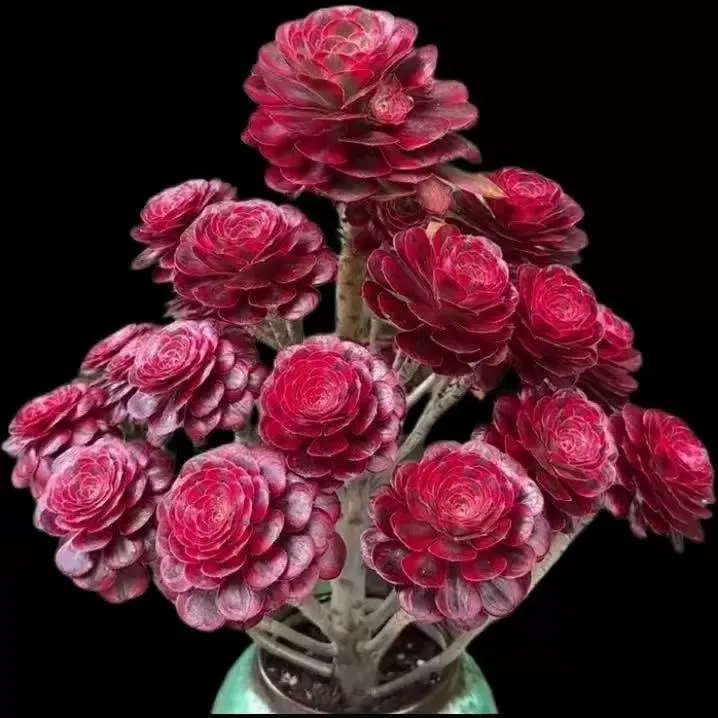 香奈儿法师锦圆叶超白锦多肉植物办公室桌面阳台绿植花卉盆栽包邮