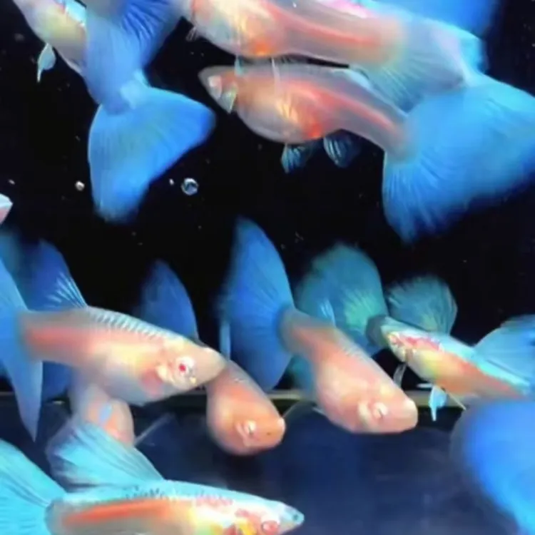 精品天空蓝蓝白凤尾孔雀鱼带肚孕母适合新手小型热带观赏鱼白云