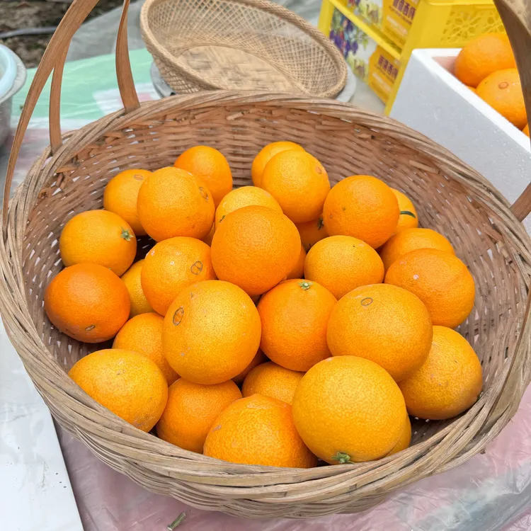 正宗象山红美人果园直发新鲜采摘（棚外果尝鲜直销）