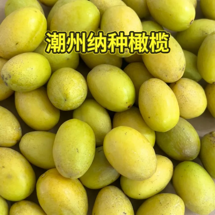 潮汕潮州纳种橄榄 汁水多肉厚 香甘生吃 橄榄味浓香1斤起