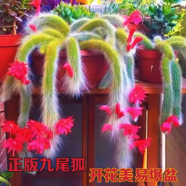 九尾狐多肉植物 会开花长毛仙人球 室内外室露养好养10-12厘米