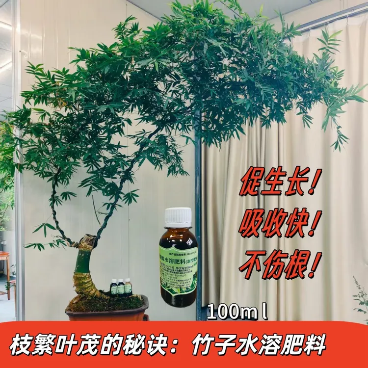 铭章~推荐好用的竹子水溶肥料（竹子必用）枝繁叶茂的秘诀