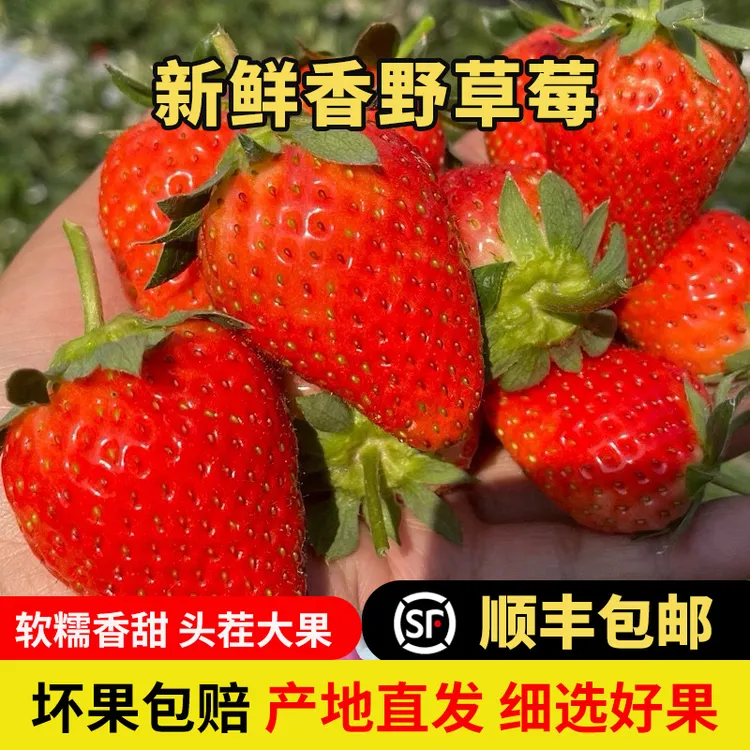 攀枝花露天香野隋珠新鲜采摘香甜多汁孕妇水果顺丰空运