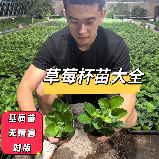 【草莓杯苗大全】秋季生产苗 对版草莓苗 商品性苗子 对版