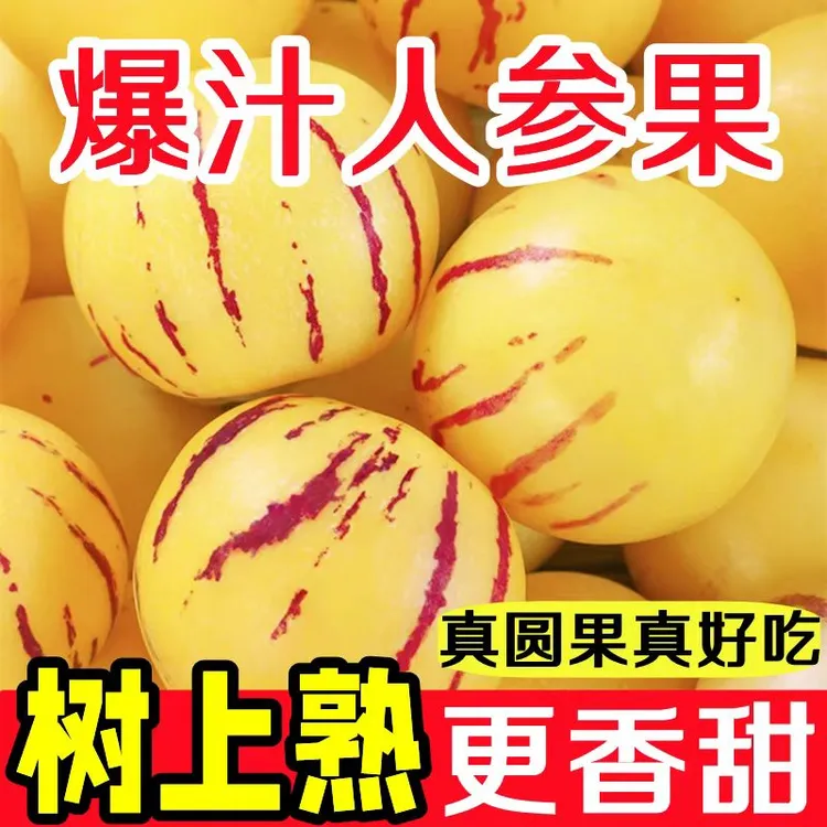 云南石林树上熟果黄肉圆果新鲜多汁清甜低糖水果