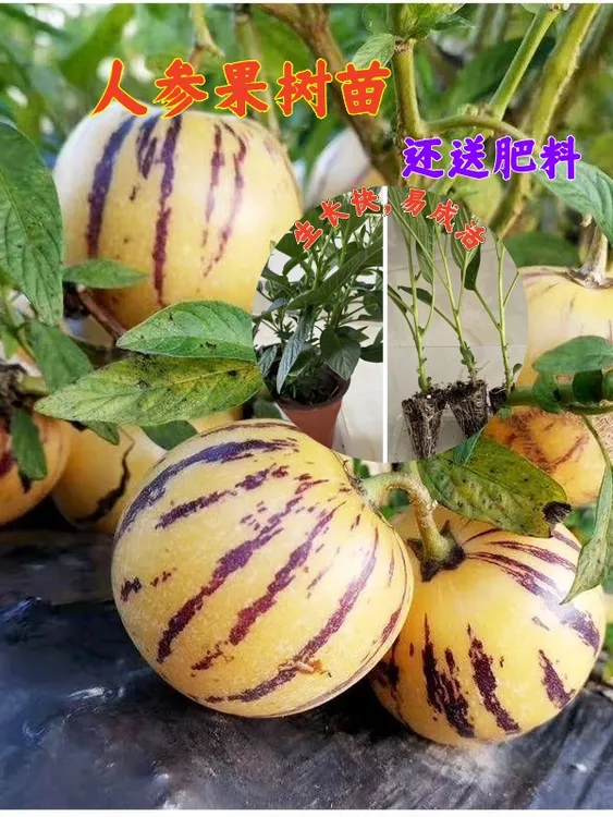 云南人参果苗盆栽绿植当年熟观果植物