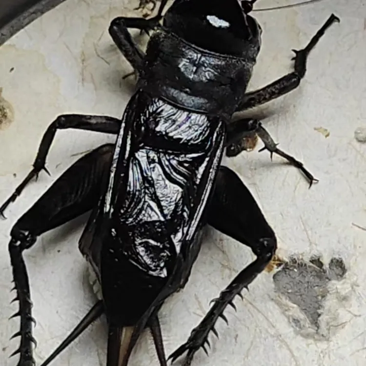 缎蓝青黑虫油葫芦1个（包活包叫）图片仅供参考请以实物为准