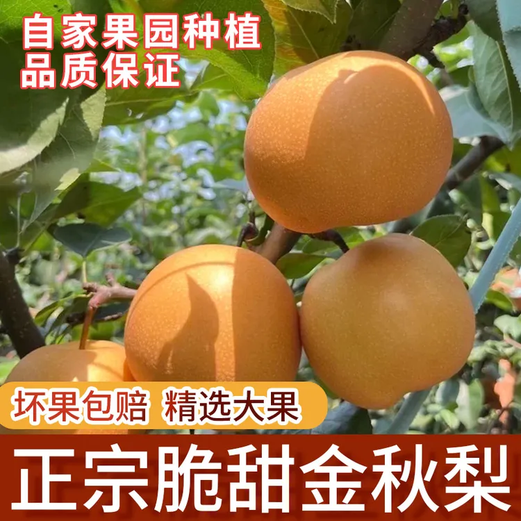 湖南安江本地金秋梨现摘现发脆甜多汁果园直发新鲜当季应季水果