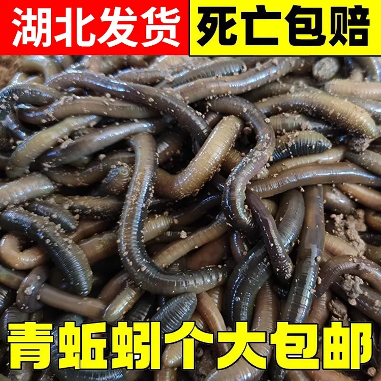 鲜活黑蚯蚓钓黄鳝活体青蚯蚓特大臭蚯蚓地龙松土蚯蚓野钓鱼饵活铒