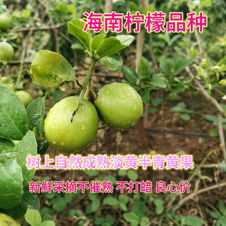 云南产地直发海南青柠檬当季新鲜不打蜡现摘现发树上熟淡青黄果皮
