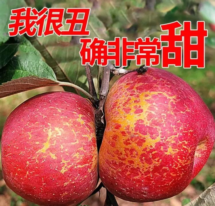 【正宗昭通丑苹果】新鲜应季水果富士苹果脆甜多汁云南产地直发整箱