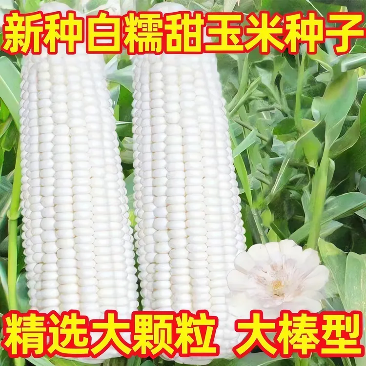 高产白糯甜玉米种子超大棒矮杆四季播玉米蔬菜种子超甜糯玉米种子商品图
