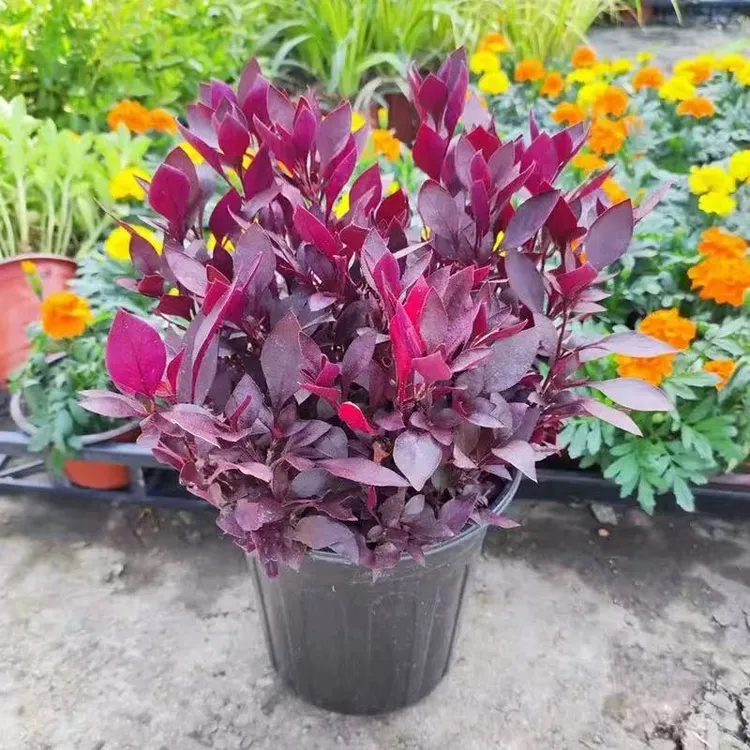 红叶莲子草盆栽 耐旱耐热多年生 花境庭院露台花卉四季易养活调色