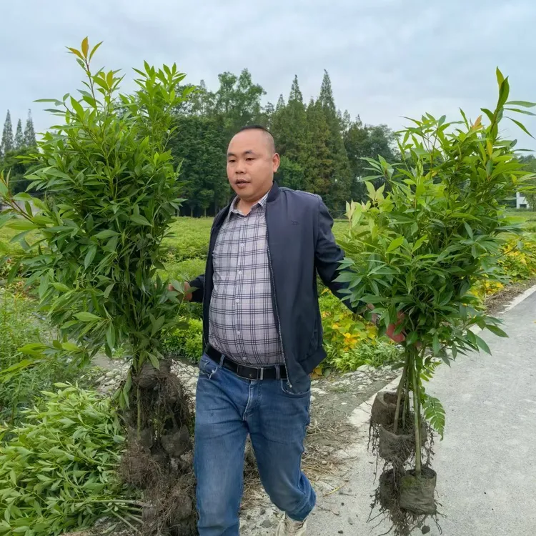 基地金丝楠木带土发货