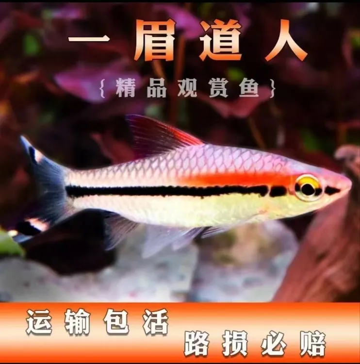 一眉道人鱼热带活体观赏鱼好养耐活群游草缸淡水鱼